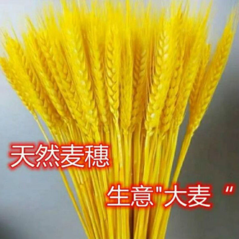 黄金麦穗干花摆件大麦花束客厅摆设电视柜装饰品金色花瓶开业