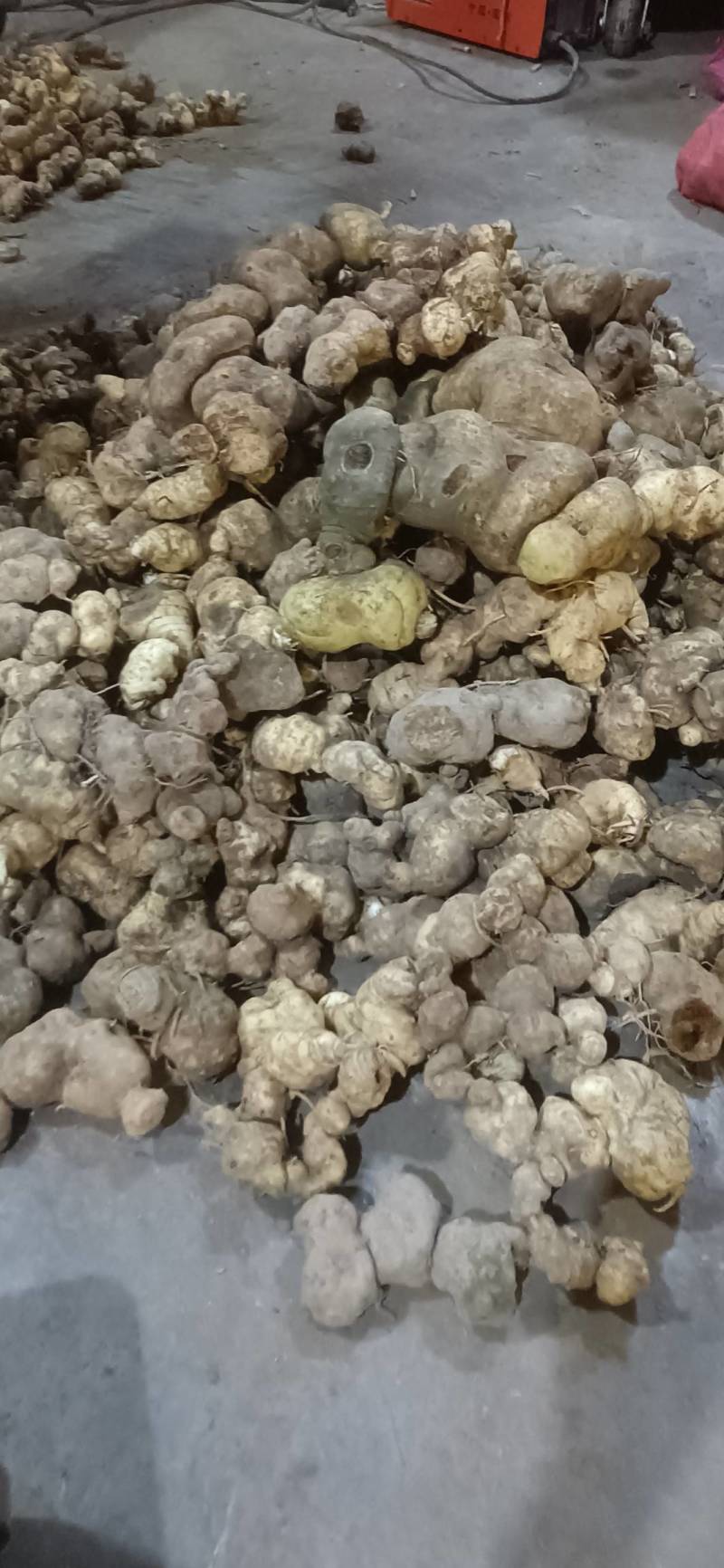 野生黄精广西河池天峨县范围野生黄精新鲜货，干货都有