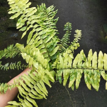 进口油画波斯蕨盆栽老虎蕨盆栽量大优惠基地直发