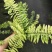 进口油画波斯蕨盆栽老虎蕨盆栽量大优惠基地直发