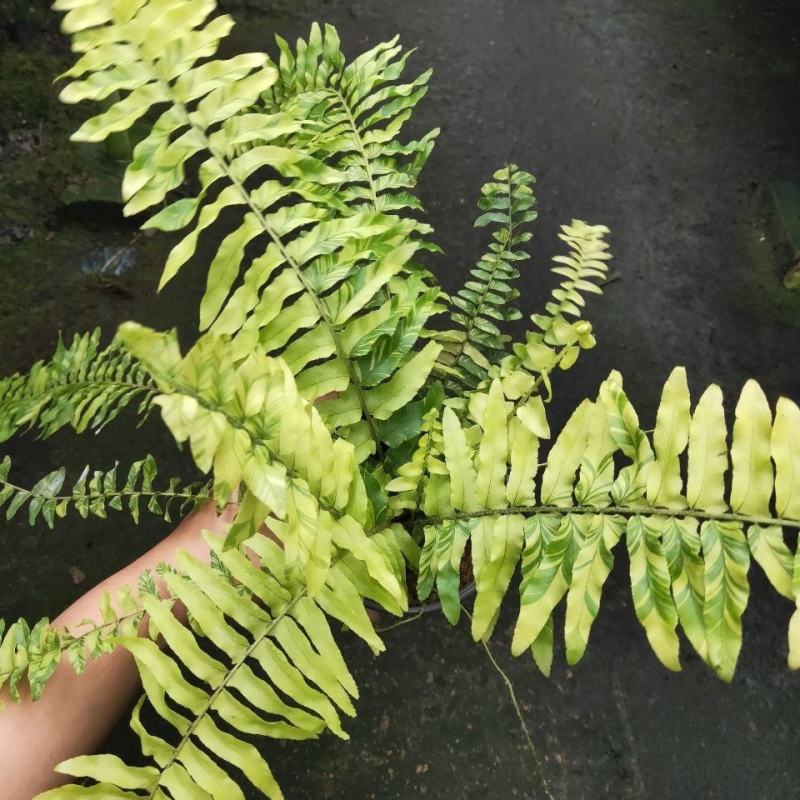 进口油画波斯蕨盆栽老虎蕨盆栽量大优惠基地直发