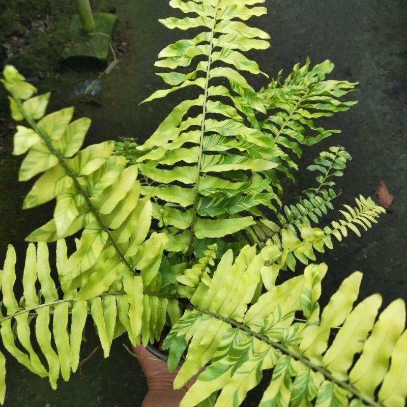 进口油画波斯蕨盆栽老虎蕨盆栽量大优惠基地直发