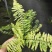 进口油画波斯蕨盆栽老虎蕨盆栽量大优惠基地直发