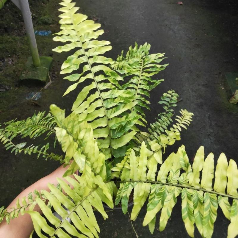 进口油画波斯蕨盆栽老虎蕨盆栽量大优惠基地直发