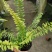 进口油画波斯蕨盆栽老虎蕨盆栽量大优惠基地直发