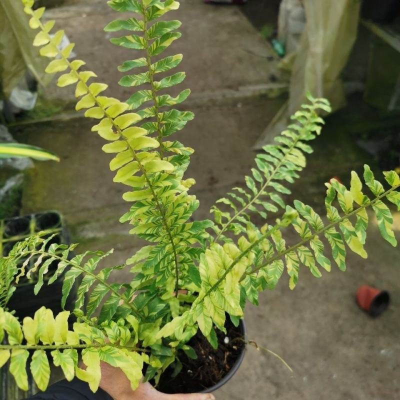 进口油画波斯蕨盆栽老虎蕨盆栽量大优惠基地直发