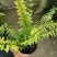进口油画波斯蕨盆栽老虎蕨盆栽量大优惠基地直发