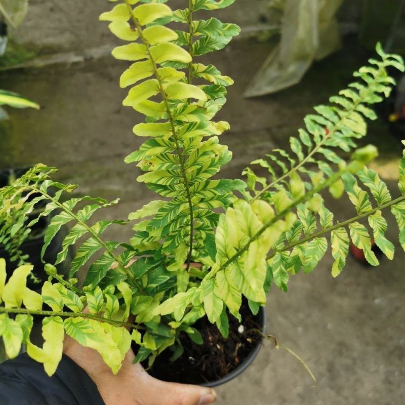 进口油画波斯蕨盆栽老虎蕨盆栽量大优惠基地直发