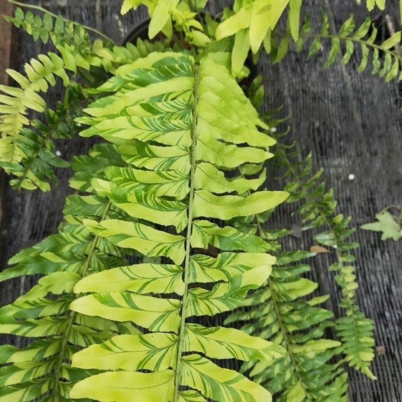 进口油画波斯蕨盆栽老虎蕨盆栽量大优惠基地直发