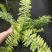 进口油画波斯蕨盆栽老虎蕨盆栽量大优惠基地直发