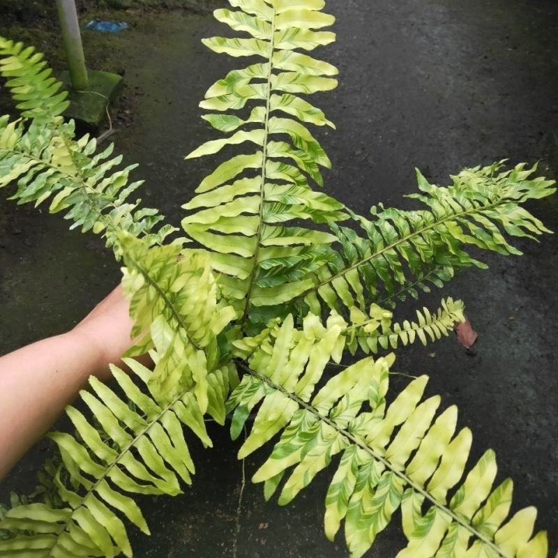 进口油画波斯蕨盆栽老虎蕨盆栽量大优惠基地直发