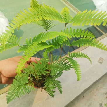 铁芒萁野生盆栽植物室内吸除甲醛净化空气水培绿植芒箕草