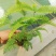 铁芒萁野生盆栽植物室内吸除甲醛净化空气水培绿植芒箕草