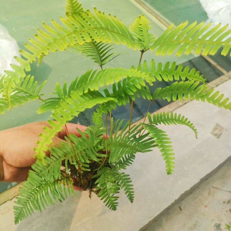 铁芒萁野生盆栽植物室内吸除甲醛净化空气水培绿植芒箕草