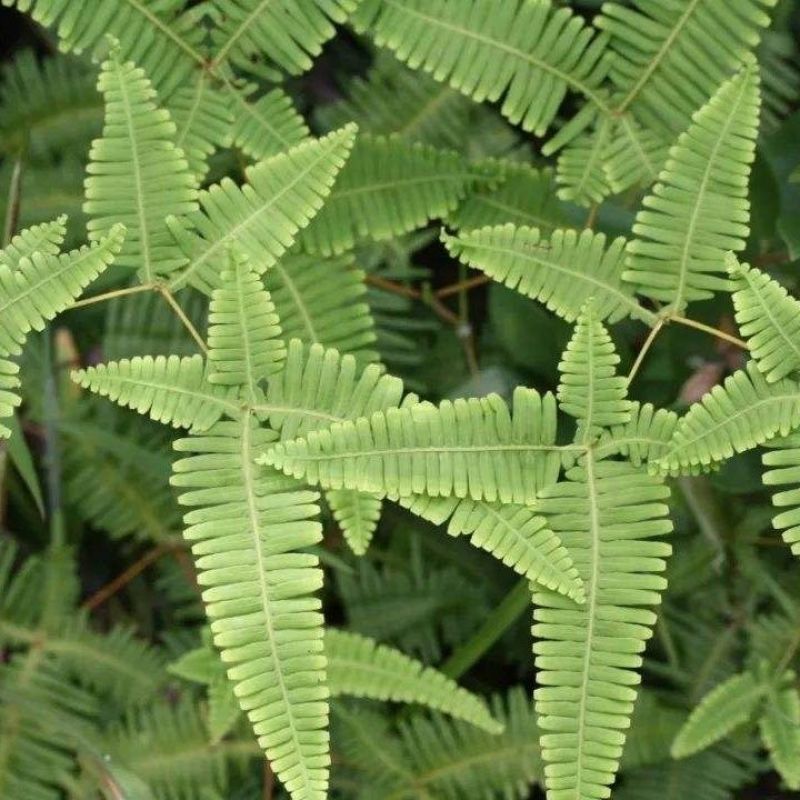 铁芒萁野生盆栽植物室内吸除甲醛净化空气水培绿植芒箕草