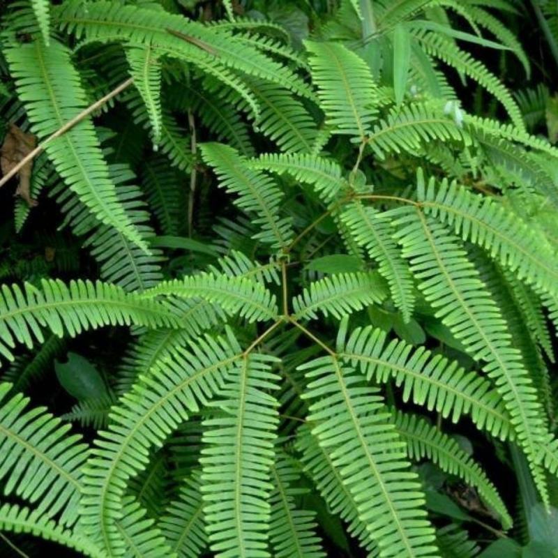 铁芒萁野生盆栽植物室内吸除甲醛净化空气水培绿植芒箕草