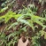 铁芒萁野生盆栽植物室内吸除甲醛净化空气水培绿植芒箕草