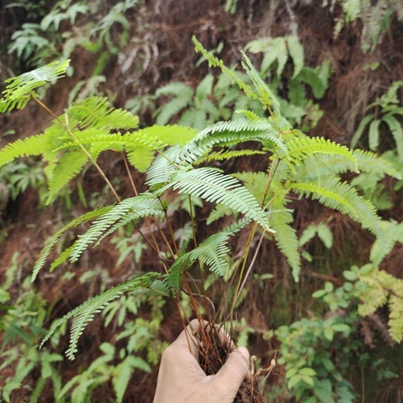 铁芒萁野生盆栽植物室内吸除甲醛净化空气水培绿植芒箕草