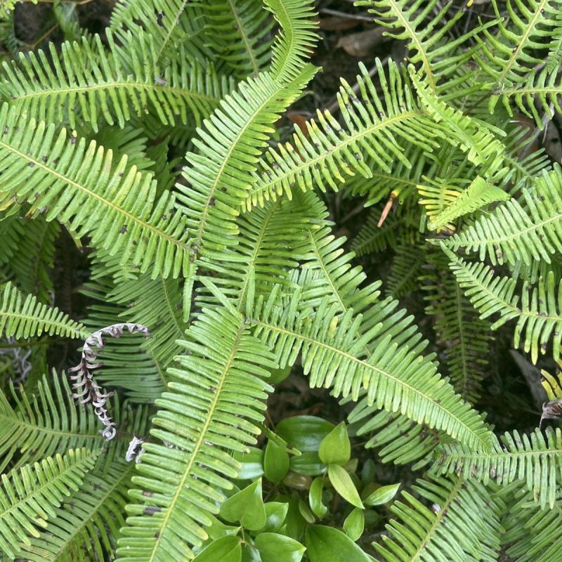 铁芒萁野生盆栽植物室内吸除甲醛净化空气水培绿植芒箕草