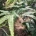 铁芒萁野生盆栽植物室内吸除甲醛净化空气水培绿植芒箕草