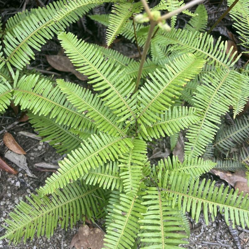 铁芒萁野生盆栽植物室内吸除甲醛净化空气水培绿植芒箕草