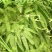 铁芒萁野生盆栽植物室内吸除甲醛净化空气水培绿植芒箕草