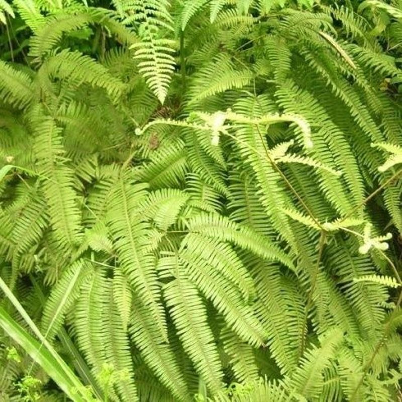 铁芒萁野生盆栽植物室内吸除甲醛净化空气水培绿植芒箕草