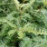 铁芒萁野生盆栽植物室内吸除甲醛净化空气水培绿植芒箕草