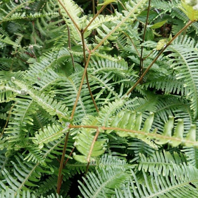 铁芒萁野生盆栽植物室内吸除甲醛净化空气水培绿植芒箕草