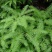 铁芒萁野生盆栽植物室内吸除甲醛净化空气水培绿植芒箕草