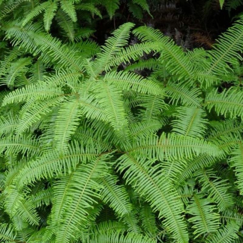 铁芒萁野生盆栽植物室内吸除甲醛净化空气水培绿植芒箕草