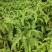 铁芒萁野生盆栽植物室内吸除甲醛净化空气水培绿植芒箕草