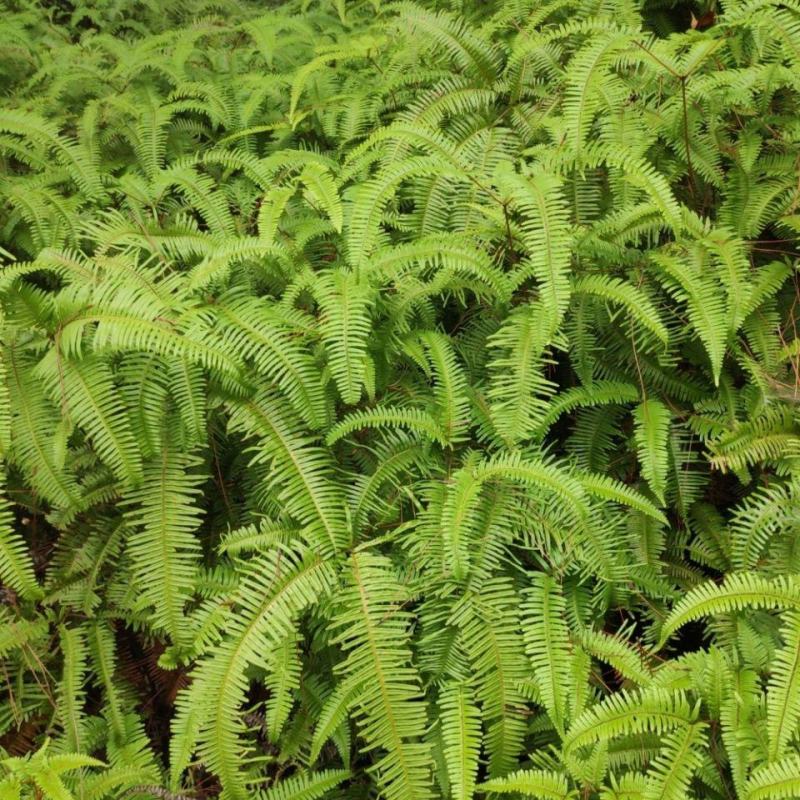 铁芒萁野生盆栽植物室内吸除甲醛净化空气水培绿植芒箕草