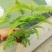 铁芒萁野生盆栽植物室内吸除甲醛净化空气水培绿植芒箕草