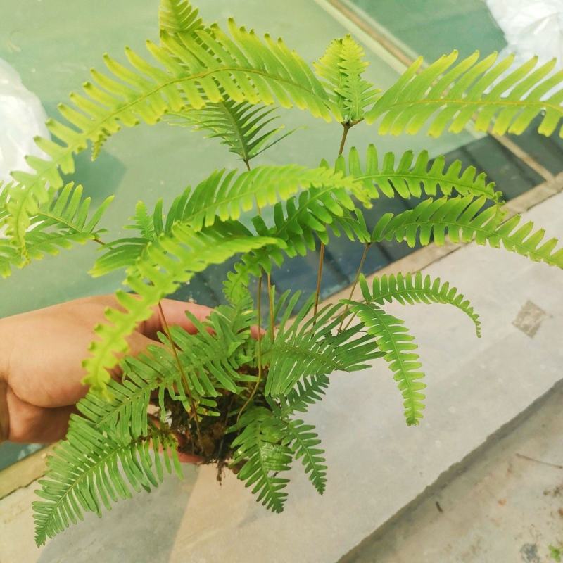 铁芒萁野生盆栽植物室内吸除甲醛净化空气水培绿植芒箕草