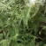 铁芒萁野生盆栽植物室内吸除甲醛净化空气水培绿植芒箕草