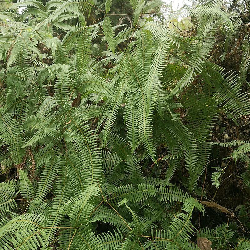 铁芒萁野生盆栽植物室内吸除甲醛净化空气水培绿植芒箕草