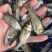 大头鱼苗,大小规格齐全,各种各样的淡水鱼苗有需要的联系我