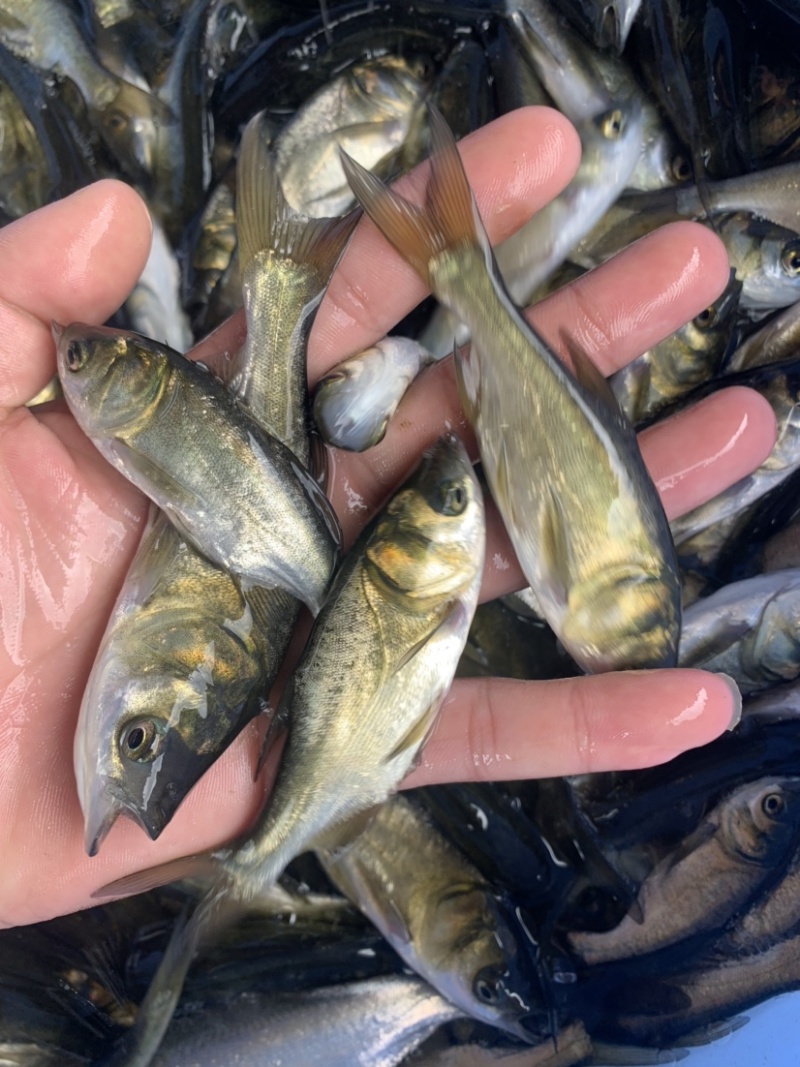 大头鱼苗，大小规格齐全，各种各样的淡水鱼苗有需要的联系我