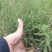 岷江柏小苗