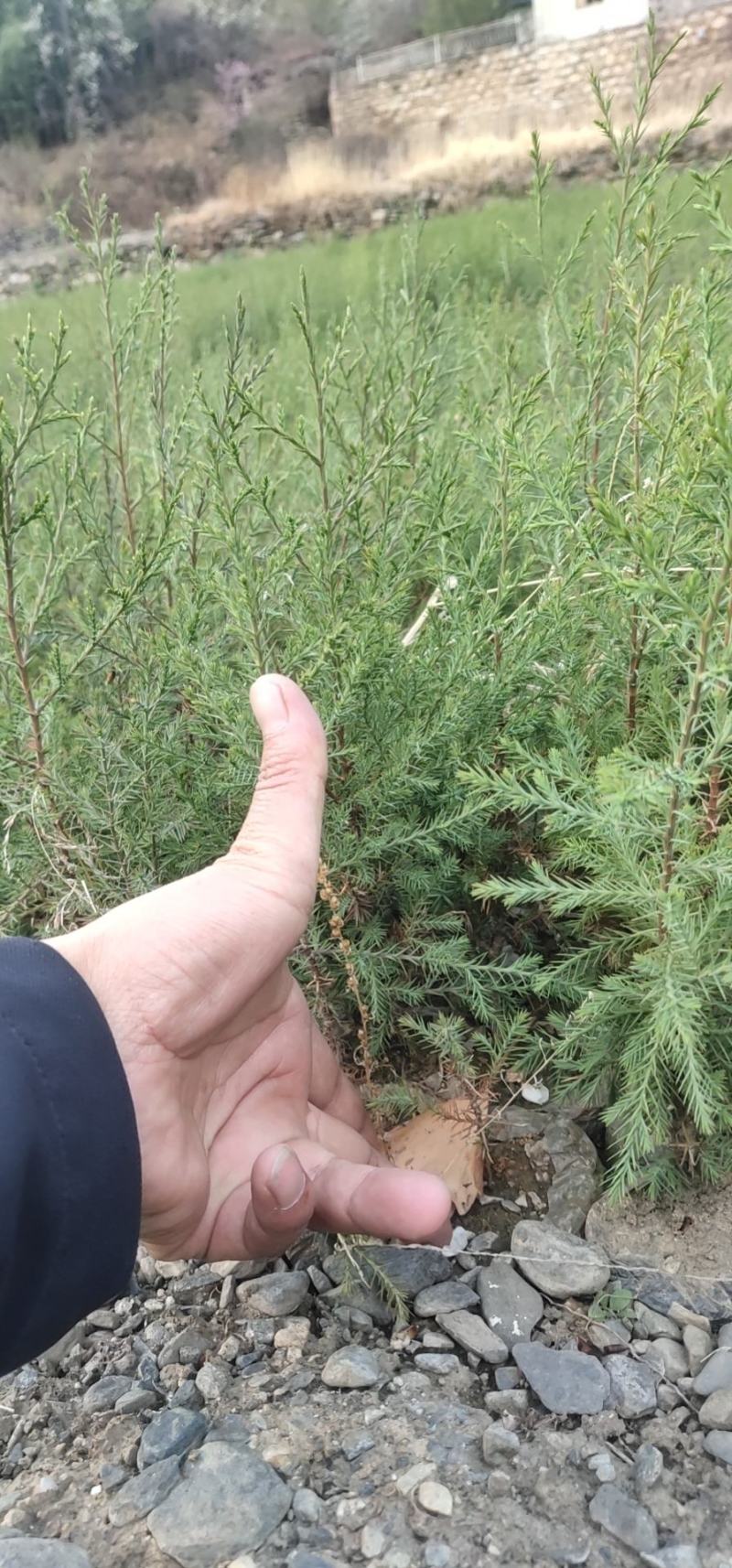 岷江柏小苗