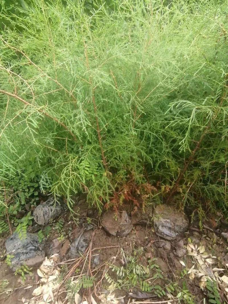 岷江柏小苗