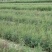岷江柏小苗