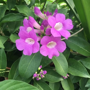 蒜香藤秋冬开花攀爬植物紫铃藤奇特藤本花多庭院阳台盆栽耐寒