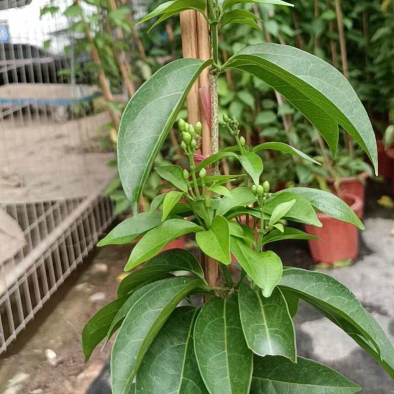 蒜香藤秋冬开花攀爬植物紫铃藤奇特藤本花多庭院阳台盆栽耐寒