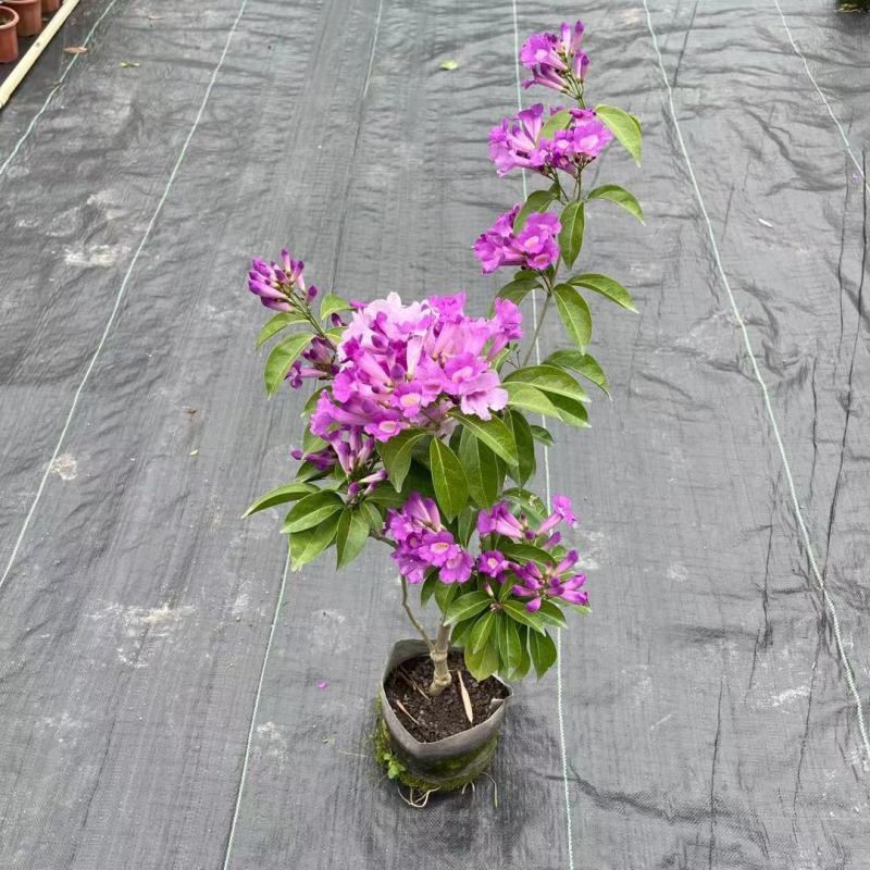 蒜香藤秋冬开花攀爬植物紫铃藤奇特藤本花多庭院阳台盆栽耐寒