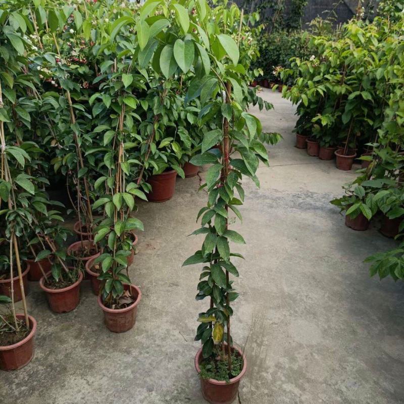 蒜香藤秋冬开花攀爬植物紫铃藤奇特藤本花多庭院阳台盆栽耐寒