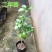 蒜香藤秋冬开花攀爬植物紫铃藤奇特藤本花多庭院阳台盆栽耐寒