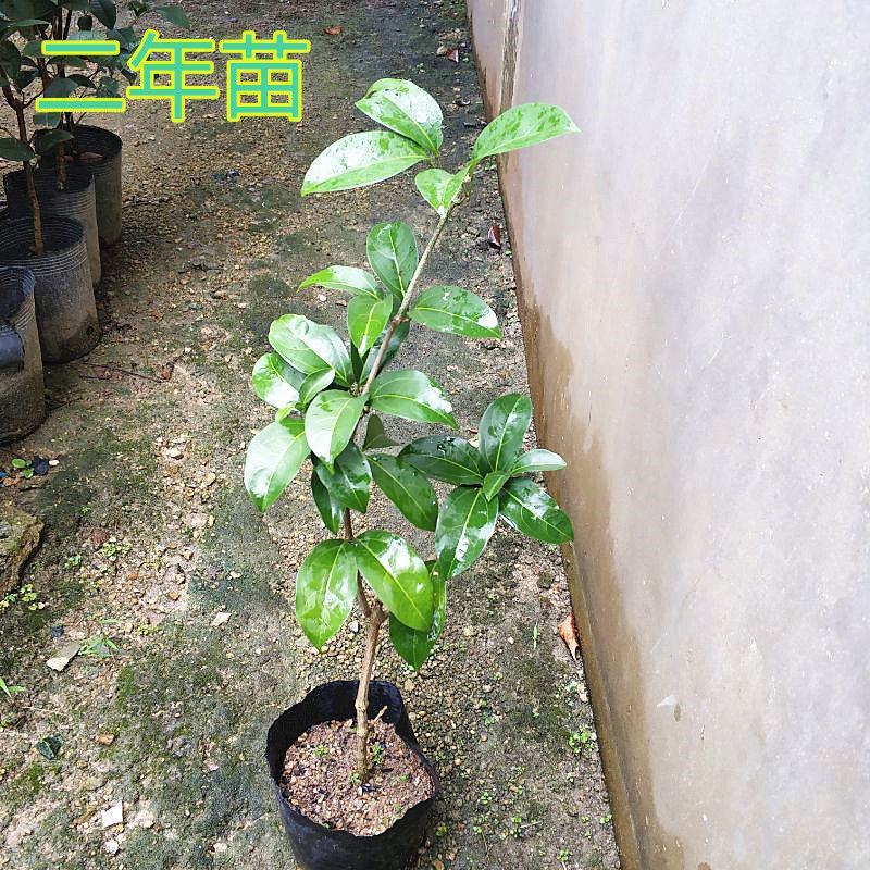 蒜香藤秋冬开花攀爬植物紫铃藤奇特藤本花多庭院阳台盆栽耐寒