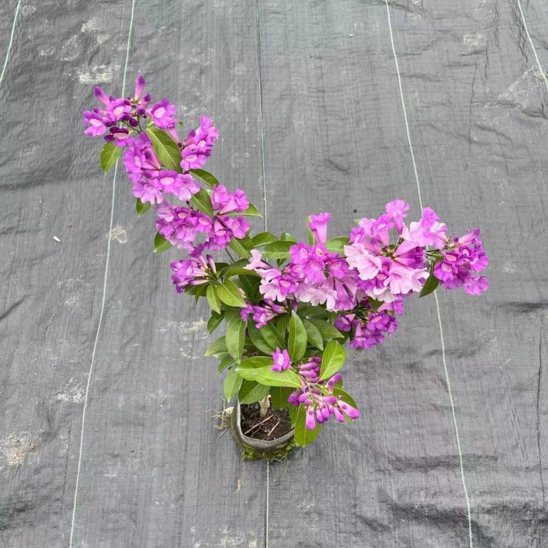 蒜香藤秋冬开花攀爬植物紫铃藤奇特藤本花多庭院阳台盆栽耐寒